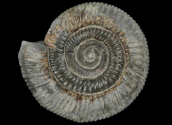 Dactylioceras Ammonite Fossil - England #100485